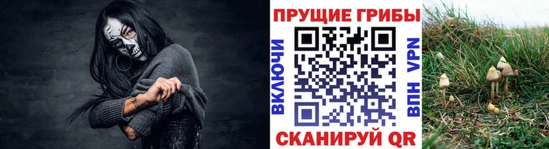 Псилоцибиновые грибы мицелий Торжок